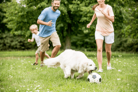 Keep Dogs Active - Cool Gear Pro