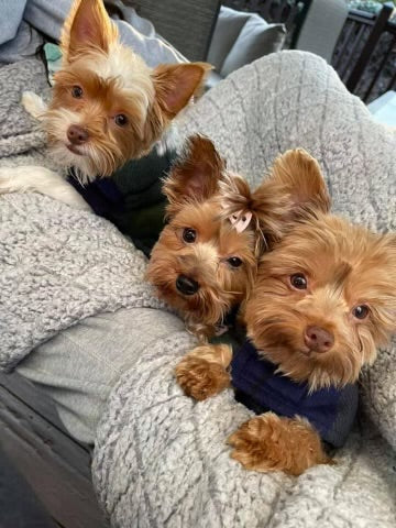 Three very cute Yorkies with bandanas sitting on a couch - Cool Gear Pro