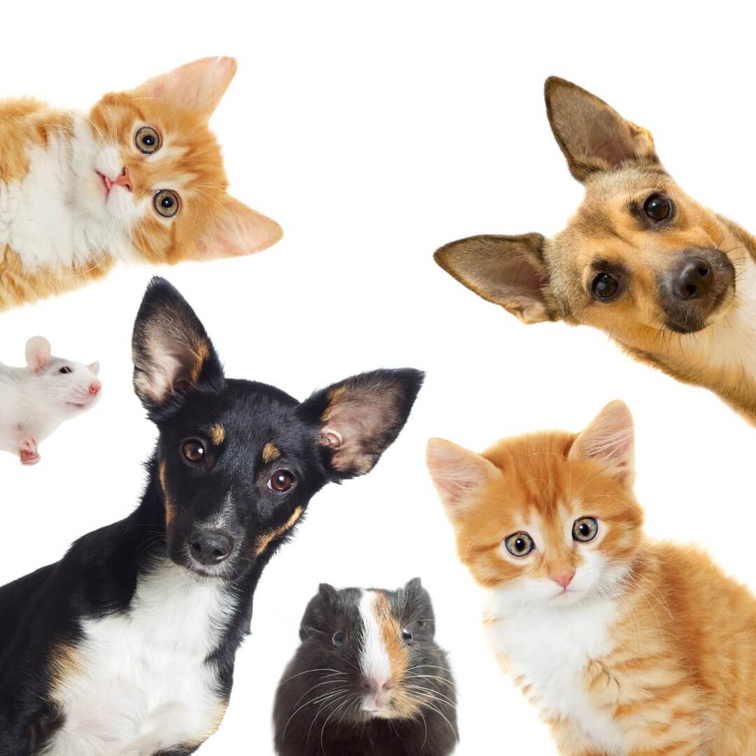 Pet Inifity All Pet Supplies and Accessories – Infinity Dog