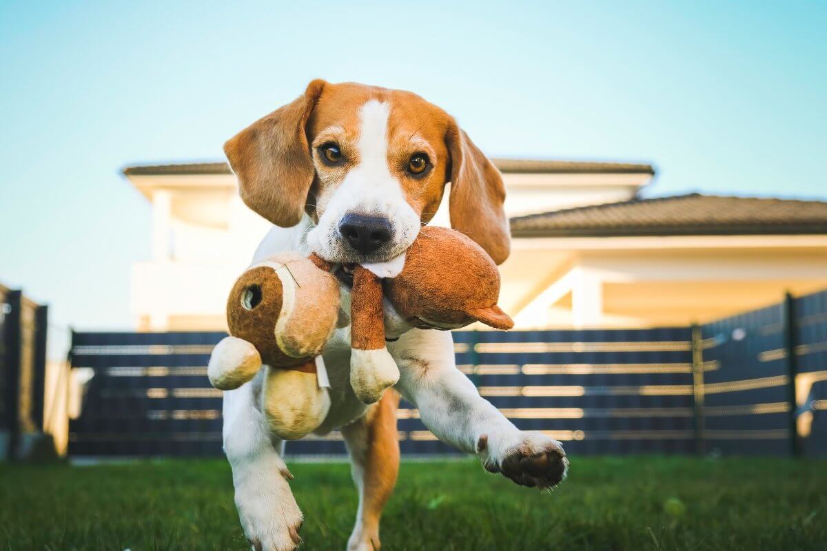 Dog Toys - Cool Gear Pro