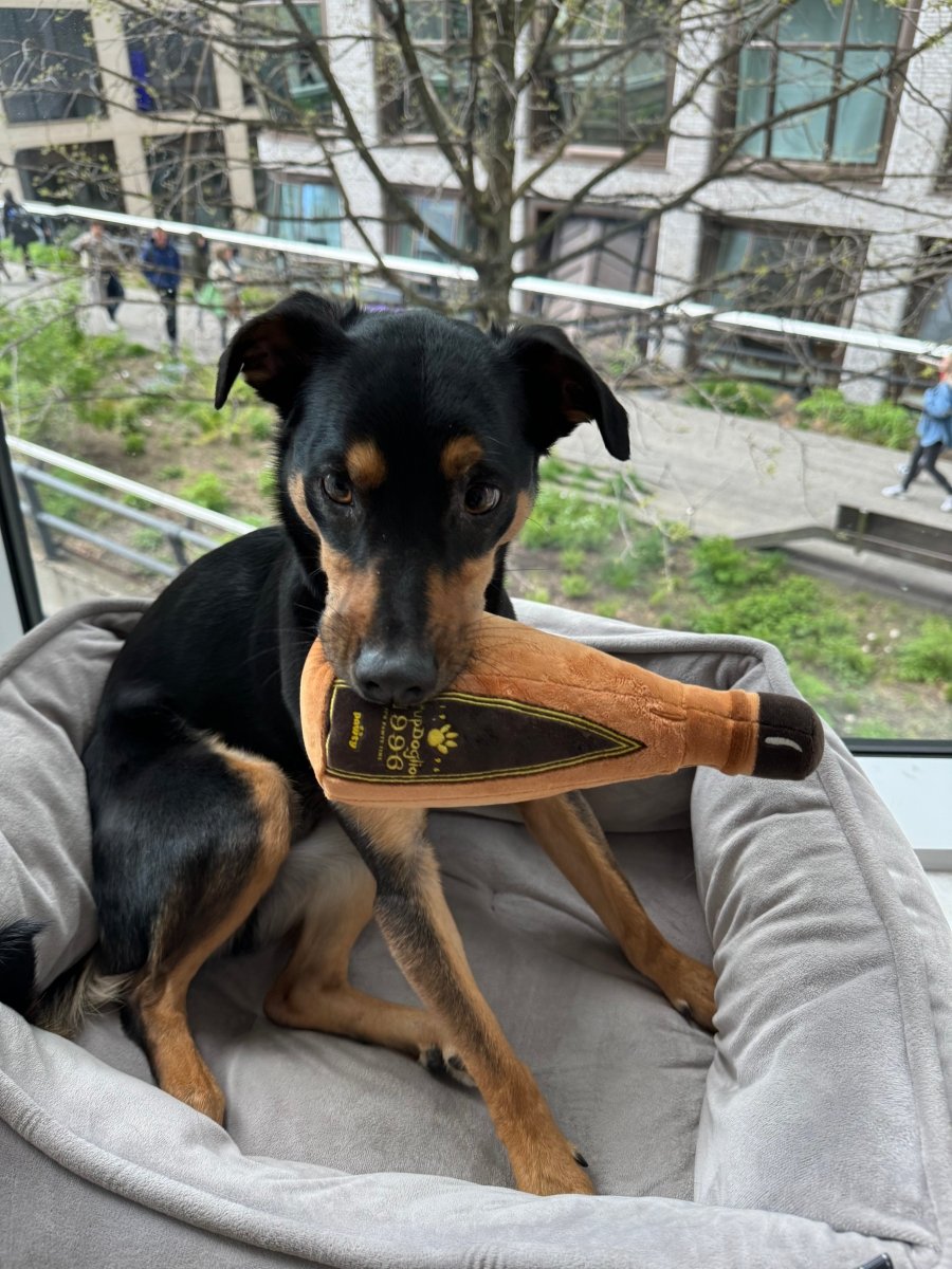 1996 TEQUILA PLUSH DOG TOY - Cool Gear Pro