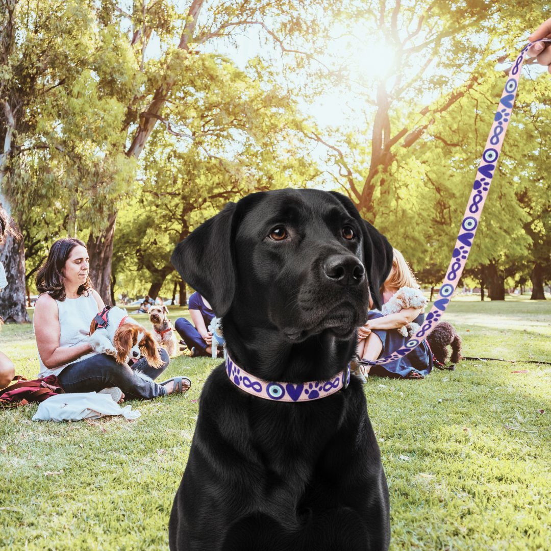 Dog wearing Evil Eye Dog Collar and Leash