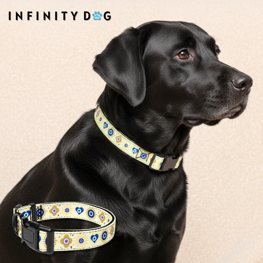Black labrador retriever dog wearing evil eye dog collar with cream background and blue evil eye symbols