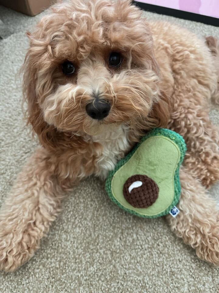 AVOCADO PLUSH DOG TOY - Cool Gear Pro