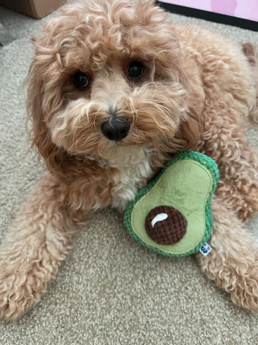 AVOCADO PLUSH DOG TOY - Cool Gear Pro