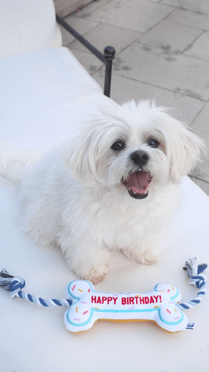 BIRTHDAY BONE - Cool Gear Pro