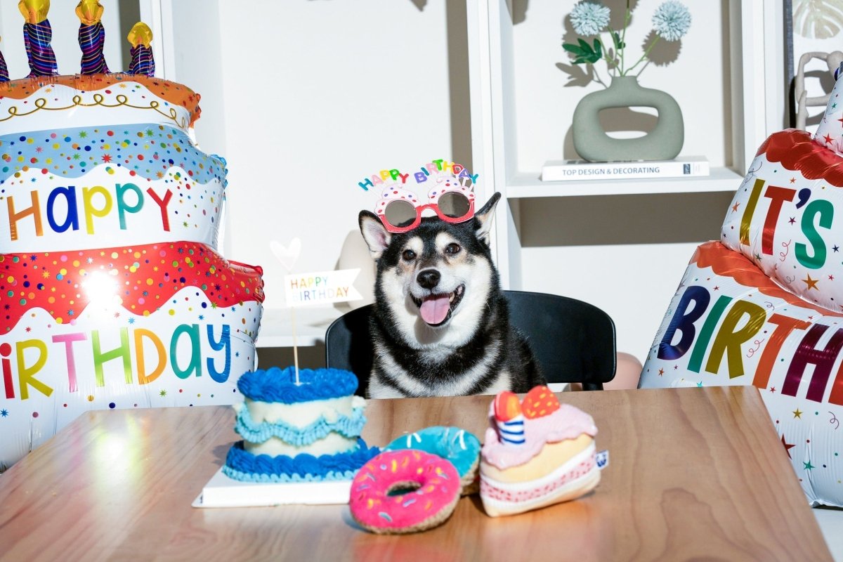 BIRTHDAY BONE - Cool Gear Pro