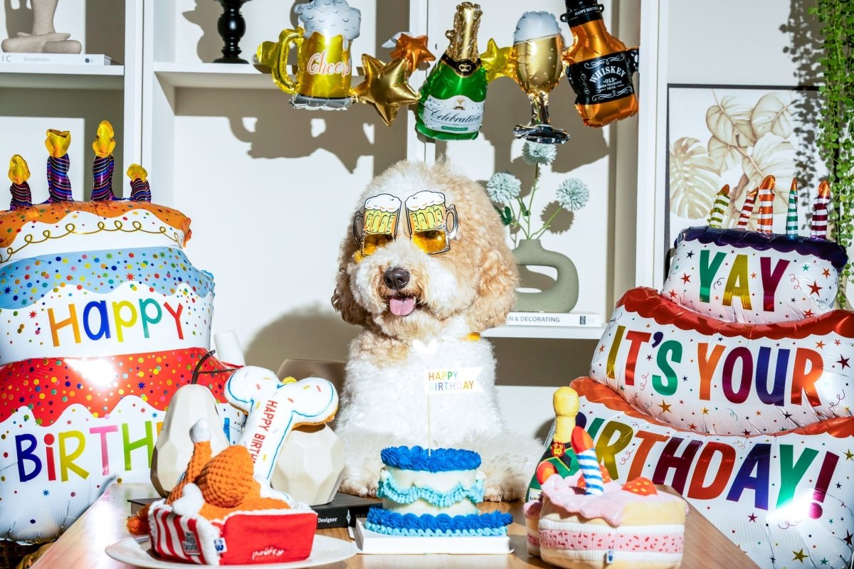 BIRTHDAY BONE - Cool Gear Pro