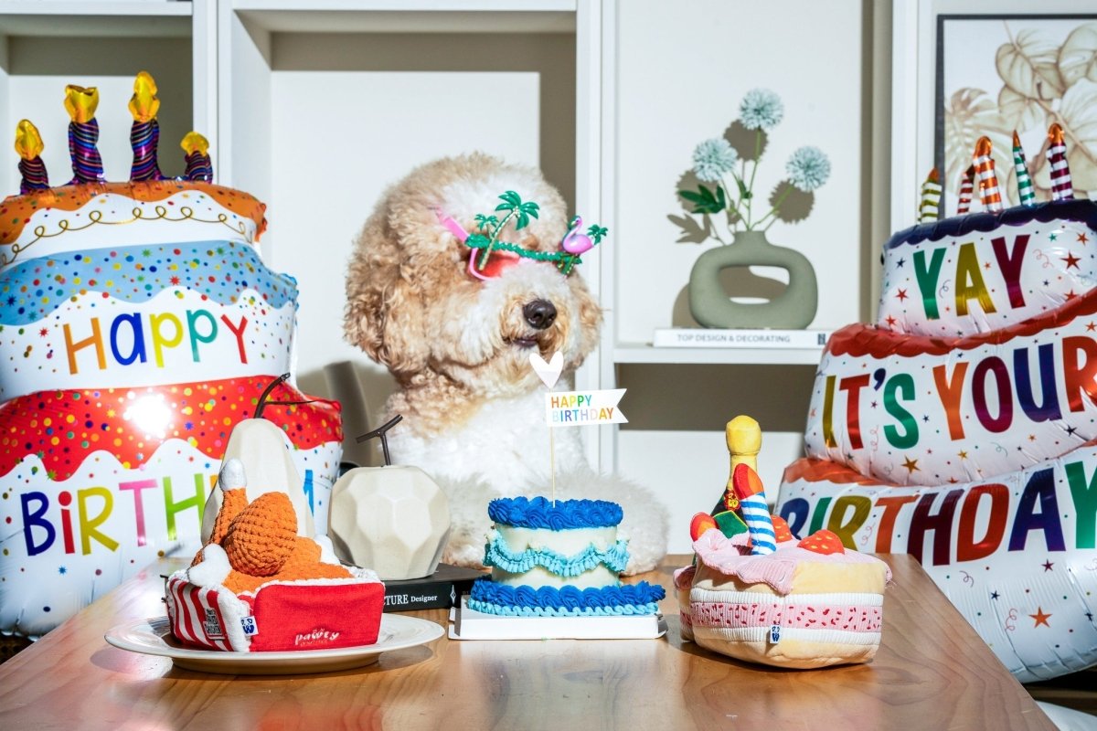 BIRTHDAY BONE - Cool Gear Pro