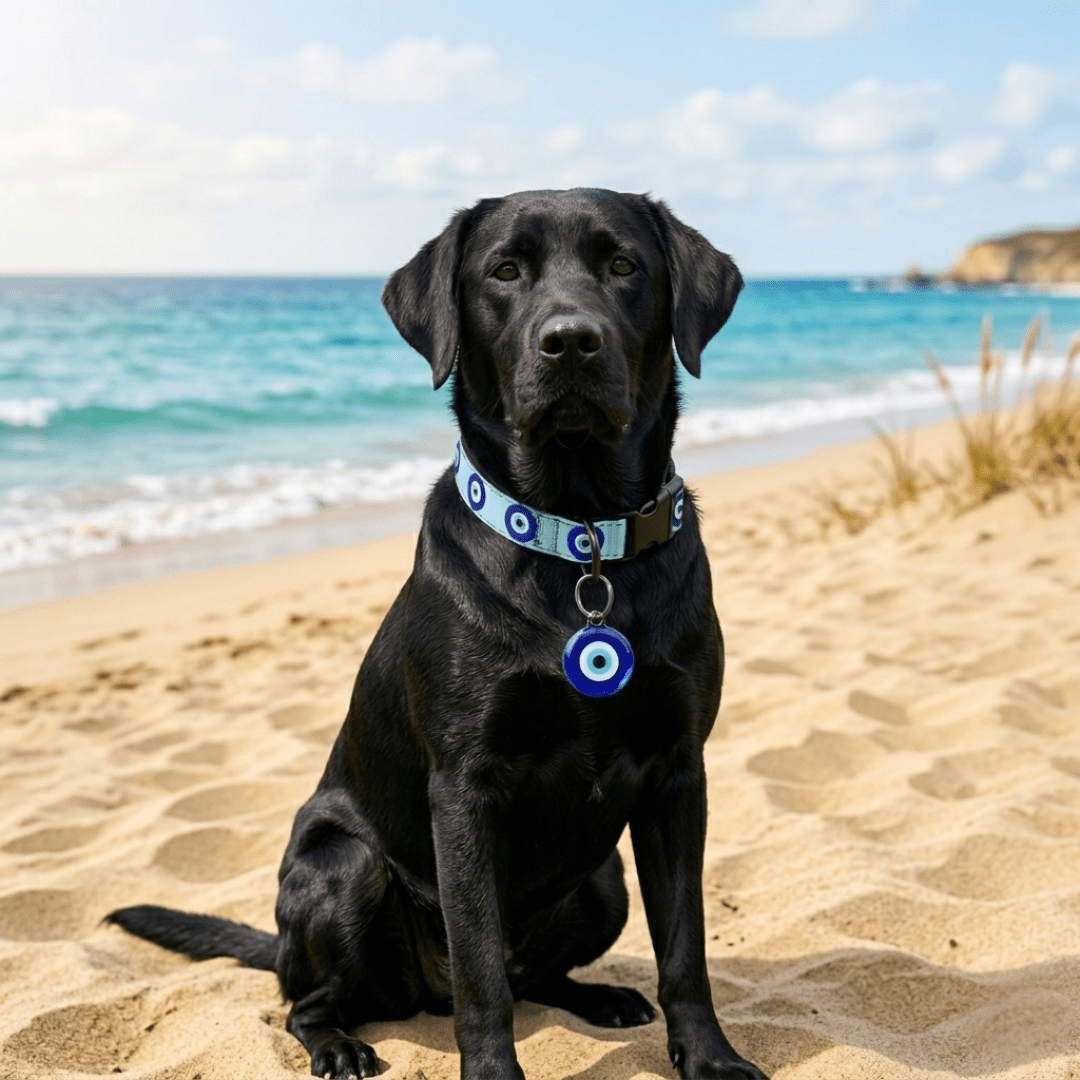 Blue Evil Eye Dog Collar & ID Tag — Complete Pup Protection - Infinity Dog
