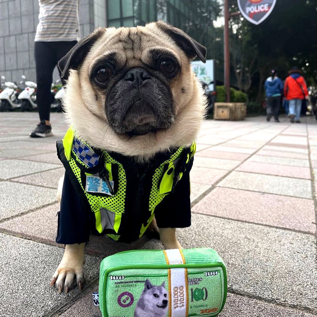 CASH IS KING PLUSH DOG TOY - Cool Gear Pro