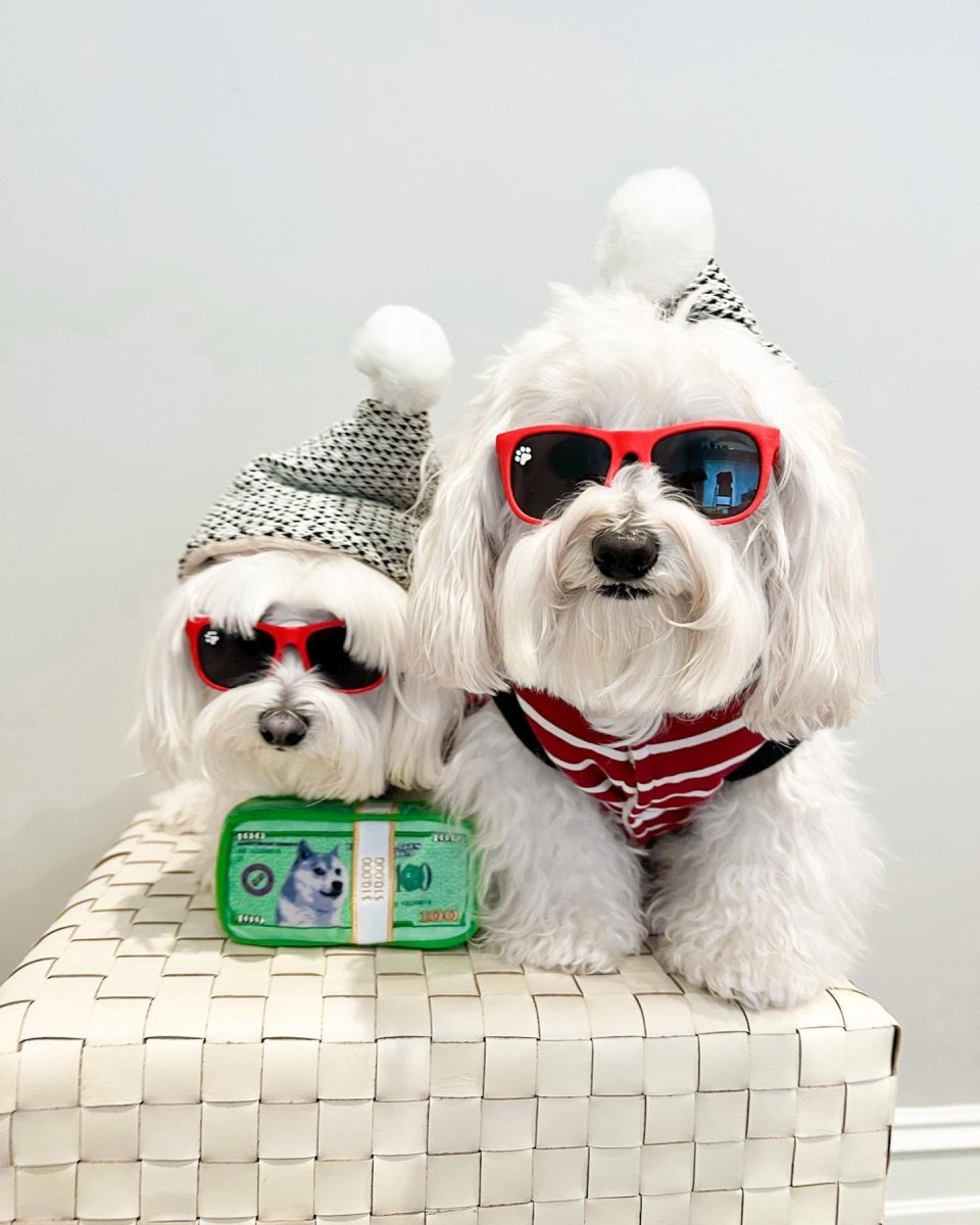 CASH IS KING PLUSH DOG TOY - Cool Gear Pro