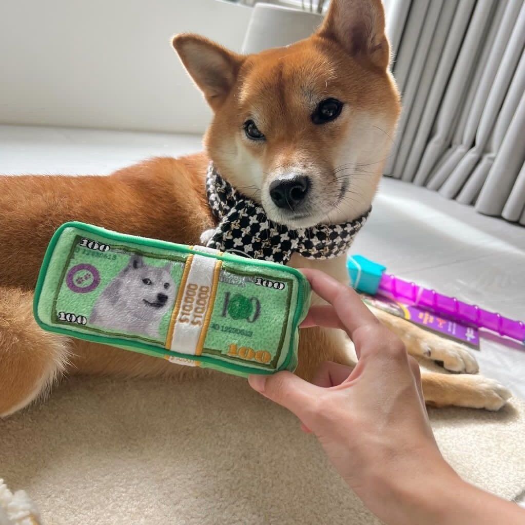 CASH IS KING PLUSH DOG TOY - Cool Gear Pro