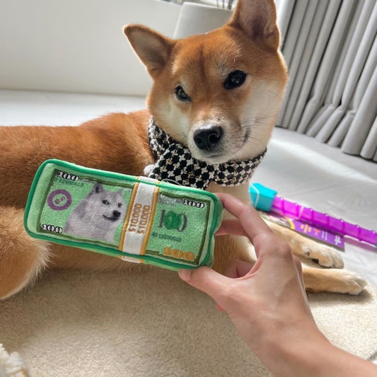 CASH IS KING PLUSH DOG TOY - Cool Gear Pro