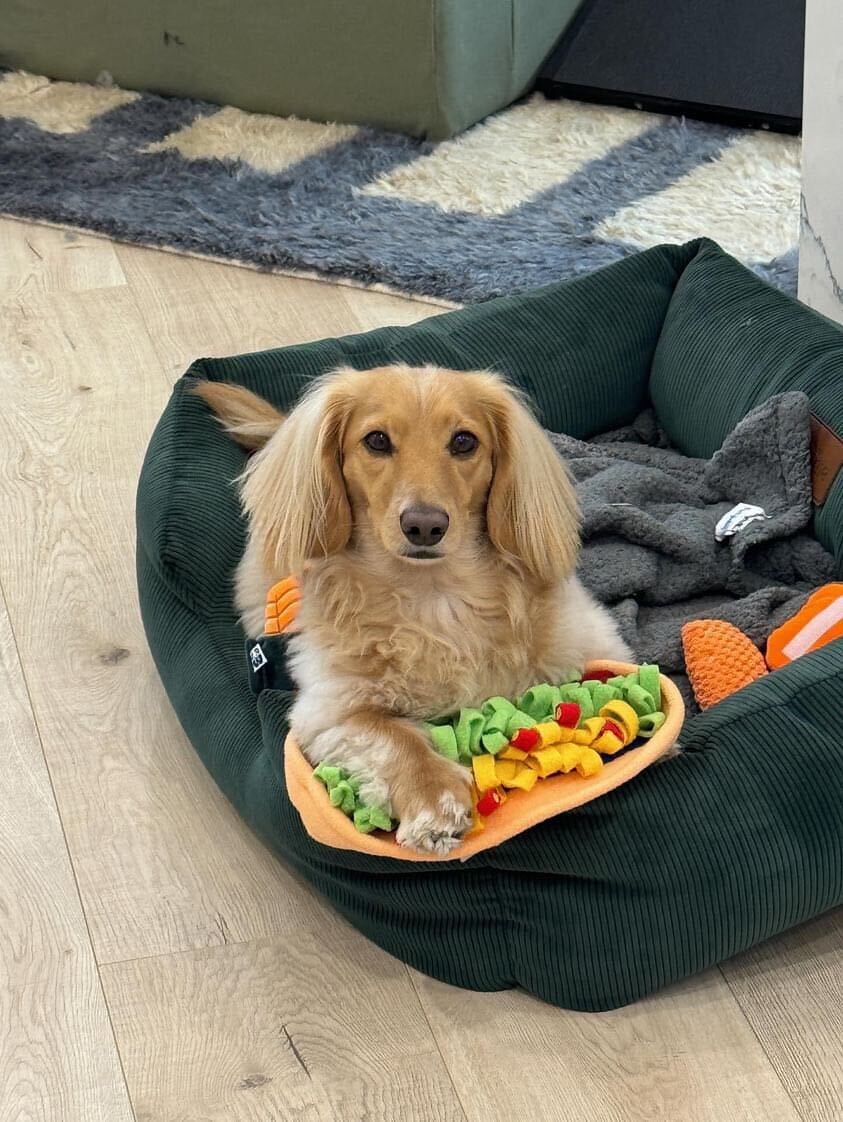 CHEWPOTLE BOWL SLOW FEEDER DOG TOY - Cool Gear Pro