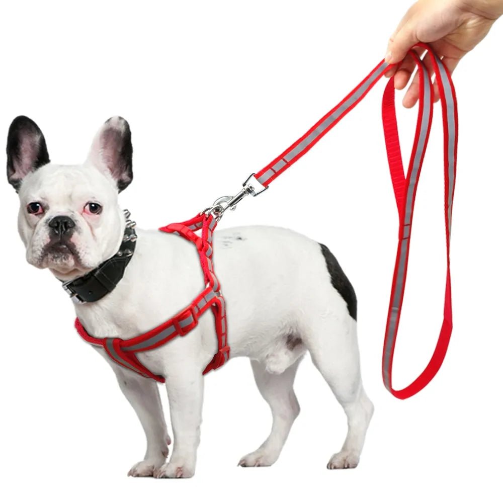 Dog Leash Set - Cool Gear Pro