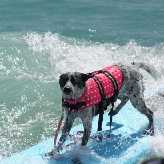 Dog Life Vest - Cool Gear Pro