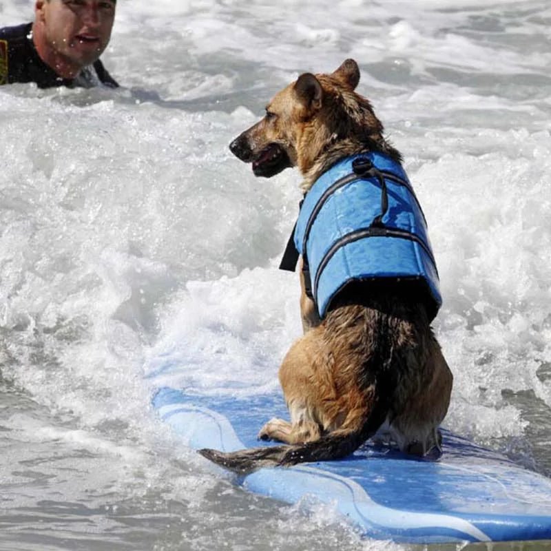 Dog Life Vest - Cool Gear Pro