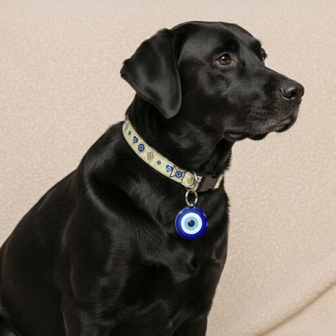 Evil Eye Dog Collar & ID Tag — Complete Pup Protection - Infinity Dog