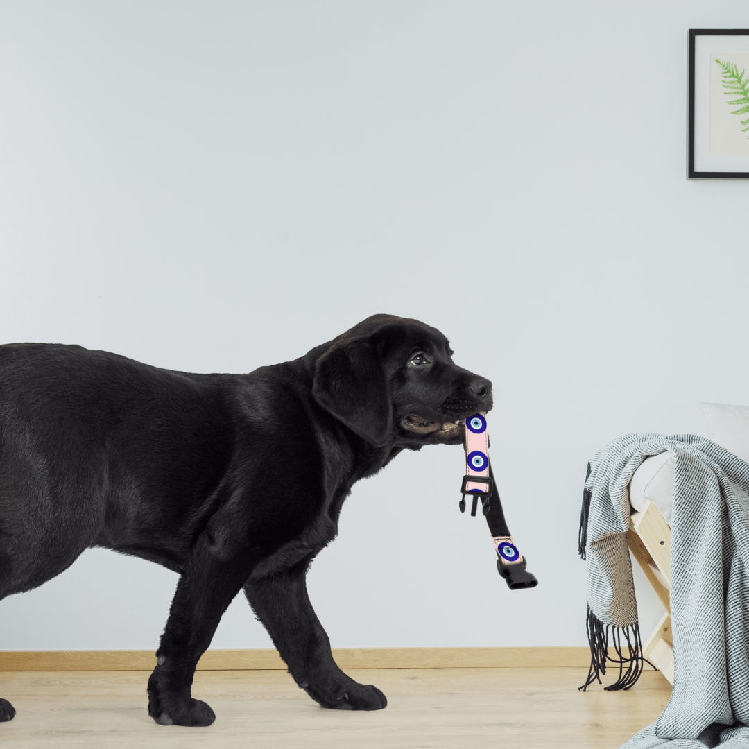 Evil Eye Protection Dog Collar — Shield Your Pup's Spirit - Infinity Dog
