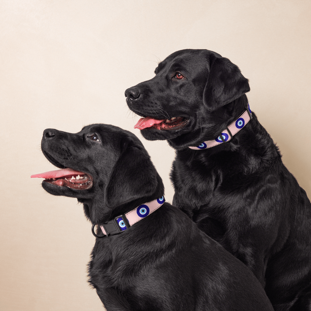 Evil Eye Protection Dog Collar — Shield Your Pup's Spirit - Infinity Dog