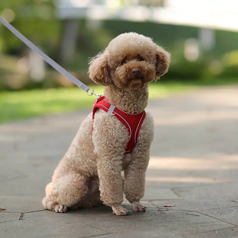 Harness Leash Set for Dogs - Cool Gear Pro