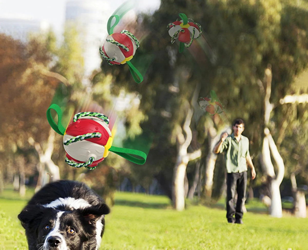 Interactive Collapsing Dog Toy - Cool Gear Pro