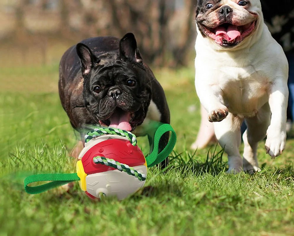 Interactive Collapsing Dog Toy - Cool Gear Pro