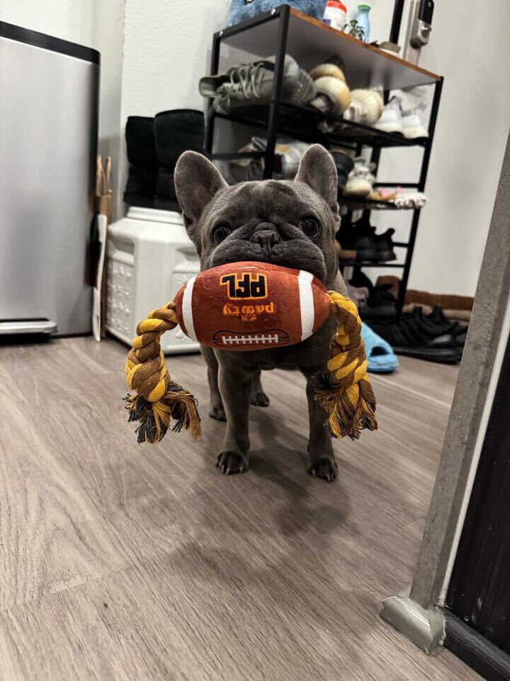 PAWTY FOOTBALL - Cool Gear Pro