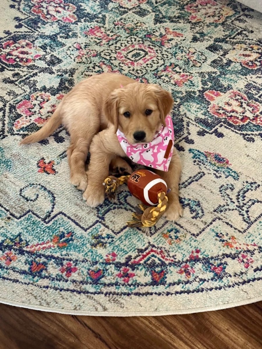 PAWTY FOOTBALL - Cool Gear Pro