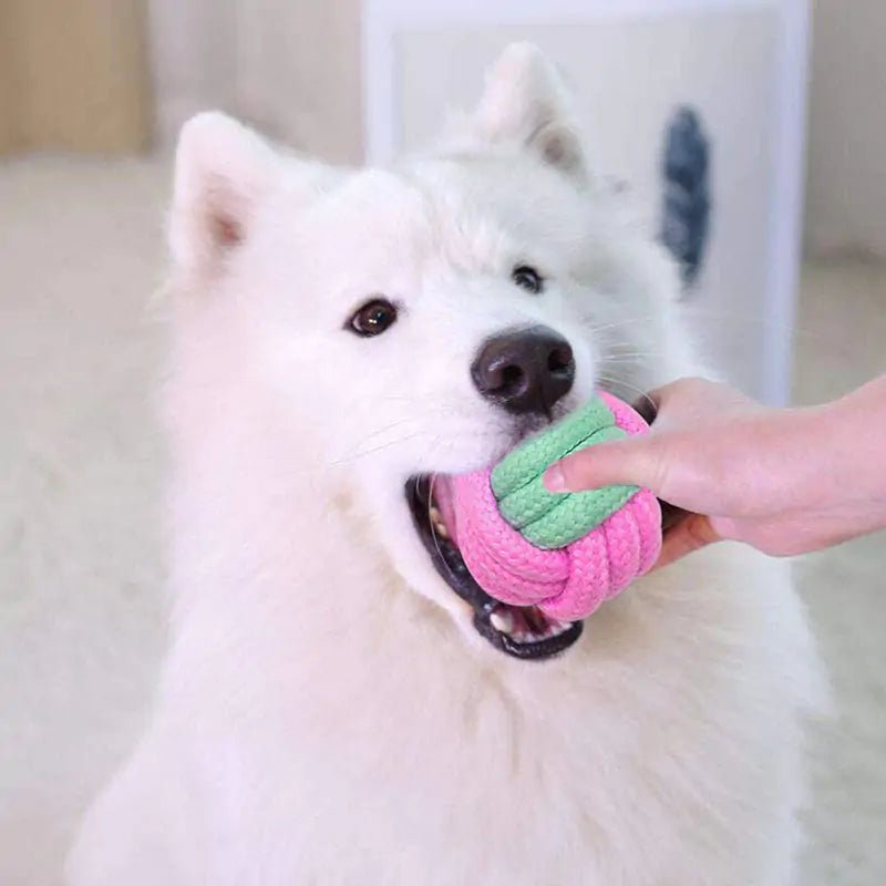 Pet Dog Chew Toys - Cool Gear Pro